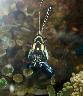 Rated #2: Saltwater Fish - Pterapogon Kauderni - Kaudern's Cardinal Stocking In 90 Gallons Tank - Cardinalfish with newly hatched babies in the mouth. Rated #2: Saltwater Fish - Pterapogon Kauderni - Kaudern's Cardinal Stocking In 90 Gallons Tank - Cardinalfish with newly hatched babies in the mouth.