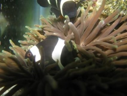 Rated #62: Saltwater Fish - Amphiprion Ocellaris Var. - Black And White Ocellaris Clownfish Stocking In 55 Gallons Tank - My clowns Rated #62: Saltwater Fish - Amphiprion Ocellaris Var. - Black And White Ocellaris Clownfish Stocking In 55 Gallons Tank - My clowns
