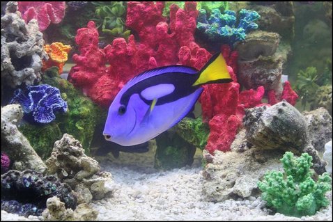 Rated #15: Saltwater Fish - Paracanthurus Hepatus - Blue Tang Stocking In 75 Gallons Tank - Blue Hippo Tang Rated #15: Saltwater Fish - Paracanthurus Hepatus - Blue Tang Stocking In 75 Gallons Tank - Blue Hippo Tang