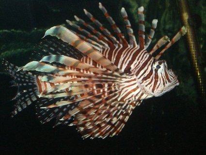 Rated #18: Saltwater Fish - Pterois Volitans - Volitan Lionfish Stocking In 310 Gallons Tank - Big Lionfish. Has a couple battlewounds on his rear tail. Rough measurement, he's 9 1/2 inches from the tip of his tail to his mouth. About a year old. Rated #18: Saltwater Fish - Pterois Volitans - Volitan Lionfish Stocking In 310 Gallons Tank - Big Lionfish. Has a couple battlewounds on his rear tail. Rough measurement, he's 9 1/2 inches from the tip of his tail to his mouth. About a year old.