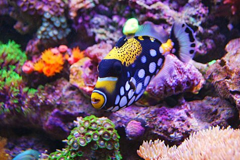 Rated #9: Saltwater Fish - Balistoides Conspicillum - Clown Triggerfish Stocking In 135 Gallons Tank - Clown Trigger Rated #9: Saltwater Fish - Balistoides Conspicillum - Clown Triggerfish Stocking In 135 Gallons Tank - Clown Trigger