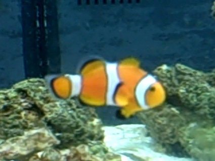 Rated #39: Saltwater Fish - Amphiprion Percula - True Percula Clownfish - clownfish: took my a LONG time to get this. Rated #39: Saltwater Fish - Amphiprion Percula - True Percula Clownfish - clownfish: took my a LONG time to get this.