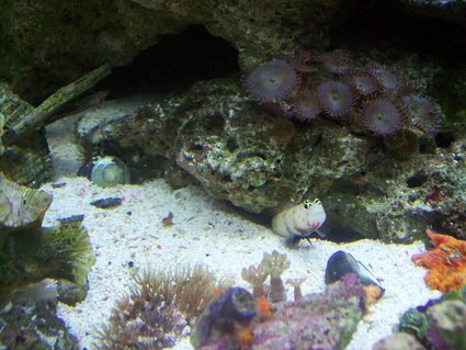 Rated #36: Saltwater Fish - Cryptocentrus Leptocephalus - Pink Spotted Watchman Goby Stocking In 14 Gallons Tank - dobby the gobby Rated #36: Saltwater Fish - Cryptocentrus Leptocephalus - Pink Spotted Watchman Goby Stocking In 14 Gallons Tank - dobby the gobby