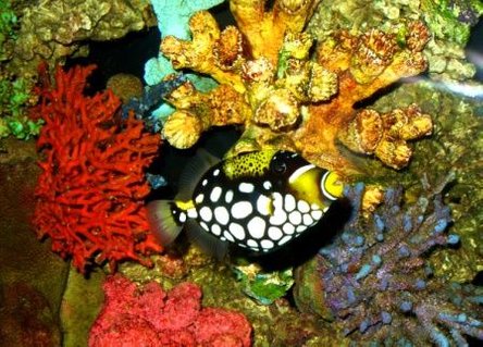 Rated #13: Saltwater Fish - Balistoides Conspicillum - Clown Triggerfish Stocking In 150 Gallons Tank - Clown Trigger Rated #13: Saltwater Fish - Balistoides Conspicillum - Clown Triggerfish Stocking In 150 Gallons Tank - Clown Trigger