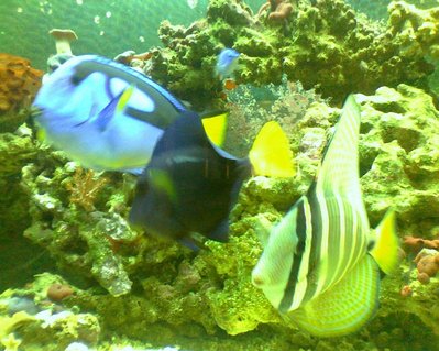 Rated #37: Saltwater Fish - Paracanthurus Hepatus - Blue Tang Stocking In 90 Gallons Tank - my big babies Rated #37: Saltwater Fish - Paracanthurus Hepatus - Blue Tang Stocking In 90 Gallons Tank - my big babies