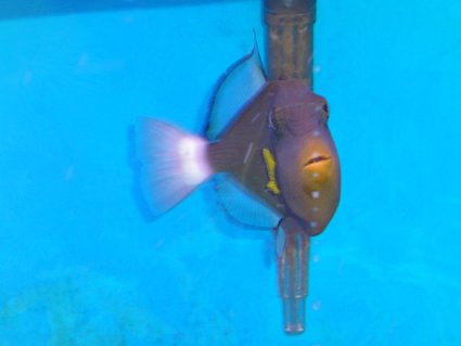 Rated #42: Saltwater Fish - Melichthys Vidua - Pinktail Triggerfish Stocking In 45 Gallons Tank - Pinktale Trigger Fish in another Pose. Rated #42: Saltwater Fish - Melichthys Vidua - Pinktail Triggerfish Stocking In 45 Gallons Tank - Pinktale Trigger Fish in another Pose.