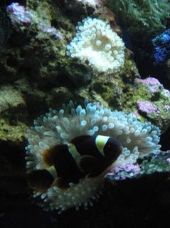 Rated #33: Saltwater Fish - Premnas Biaculeatus - Yellowstripe Maroon Clownfish Stocking In 28 Gallons Tank - gold banded maroon Rated #33: Saltwater Fish - Premnas Biaculeatus - Yellowstripe Maroon Clownfish Stocking In 28 Gallons Tank - gold banded maroon