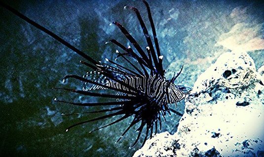 Rated #4: Saltwater Fish - Pterois Volitans - Volitan Lionfish, Colored Stocking In 100 Gallons Tank - Volitan lionfish Rated #4: Saltwater Fish - Pterois Volitans - Volitan Lionfish, Colored Stocking In 100 Gallons Tank - Volitan lionfish
