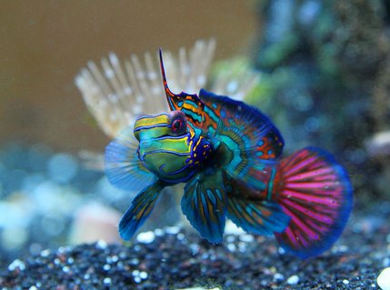 Rated #1: Saltwater Fish - Synchiropus Cf. Splendidus - Red Mandarin Stocking In 45 Gallons Tank - Mandarinfish or Mandarin Dragonet (Synchiropus splendidus) Rated #1: Saltwater Fish - Synchiropus Cf. Splendidus - Red Mandarin Stocking In 45 Gallons Tank - Mandarinfish or Mandarin Dragonet (Synchiropus splendidus)