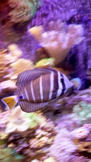 Rated #3: Saltwater Fish Stocking In 90 Gallons Tank - Sailfin tang on a journey Rated #3: Saltwater Fish Stocking In 90 Gallons Tank - Sailfin tang on a journey
