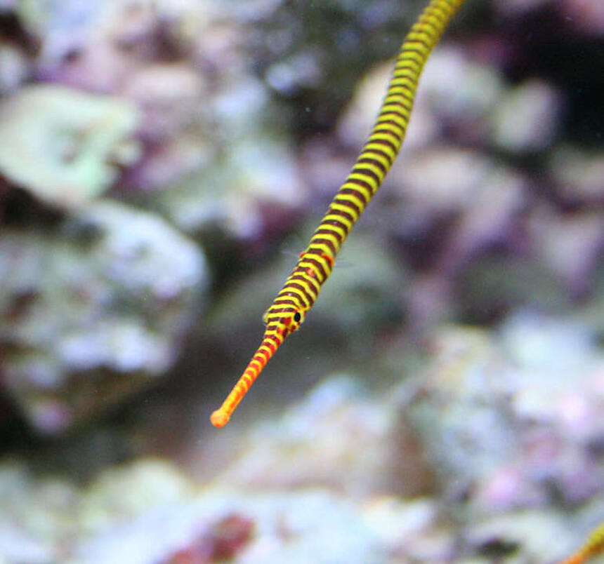 Rated #6: Saltwater Fish - Doriorhamphus Dactyliophorus - Banded Pipefish Stocking In 210 Gallons Tank - My Many Banded Pipe Fish Rated #6: Saltwater Fish - Doriorhamphus Dactyliophorus - Banded Pipefish Stocking In 210 Gallons Tank - My Many Banded Pipe Fish