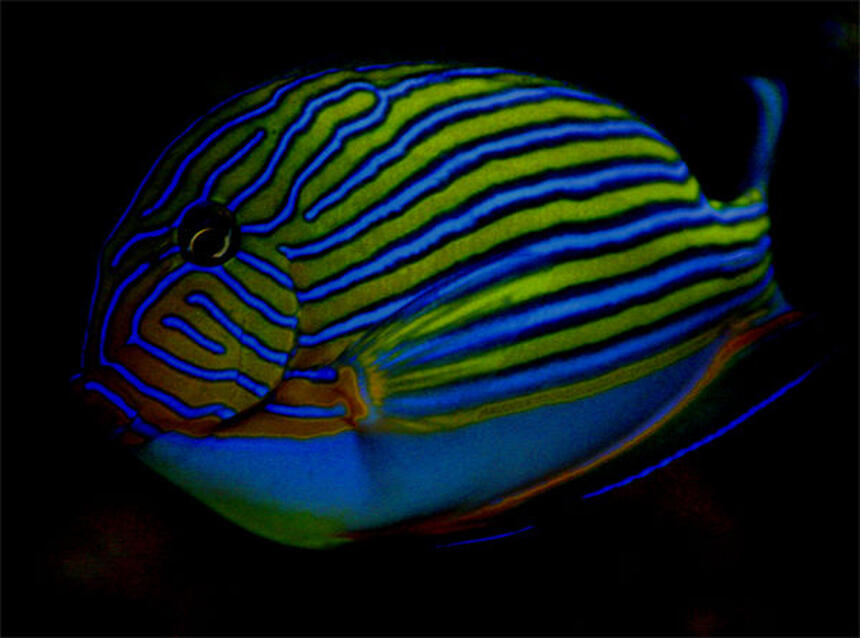 Rated #5: Saltwater Fish - Acanthurus Lineatus - Clown Tang Stocking In 125 Gallons Tank - My favorite picture of my clown tang
It is at night under a blue moon light Rated #5: Saltwater Fish - Acanthurus Lineatus - Clown Tang Stocking In 125 Gallons Tank - My favorite picture of my clown tang
It is at night under a blue moon light