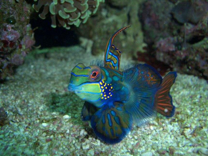 Rated #2: Saltwater Fish - Synchiropus Splendidus - Green Mandarin Stocking In 60 Gallons Tank - my green mandarin,showing off. Rated #2: Saltwater Fish - Synchiropus Splendidus - Green Mandarin Stocking In 60 Gallons Tank - my green mandarin,showing off.