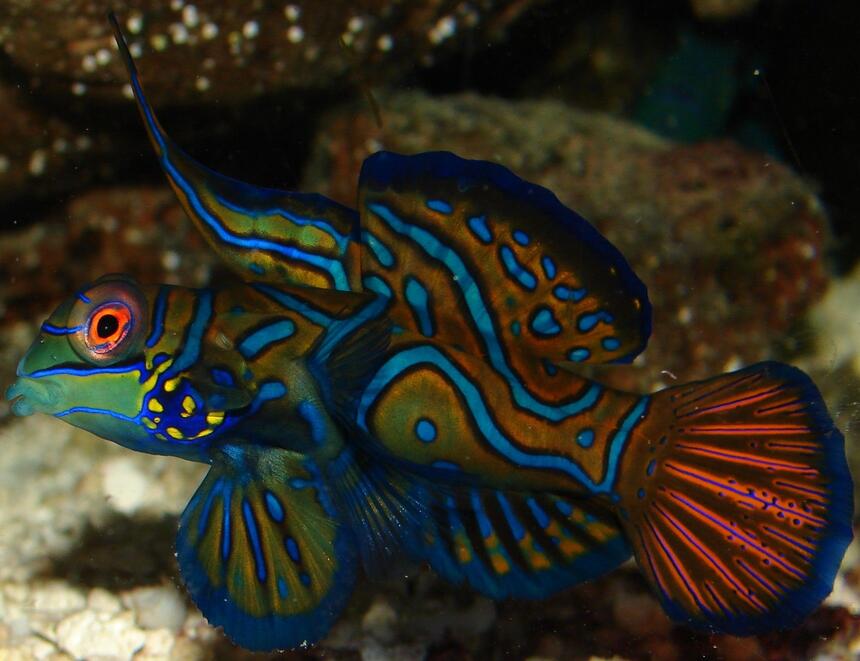 Rated #4: Saltwater Fish - Pterosynchiropus Splendidus Var. - Red Mandarin Stocking In 29 Gallons Tank - My dude! Rated #4: Saltwater Fish - Pterosynchiropus Splendidus Var. - Red Mandarin Stocking In 29 Gallons Tank - My dude!