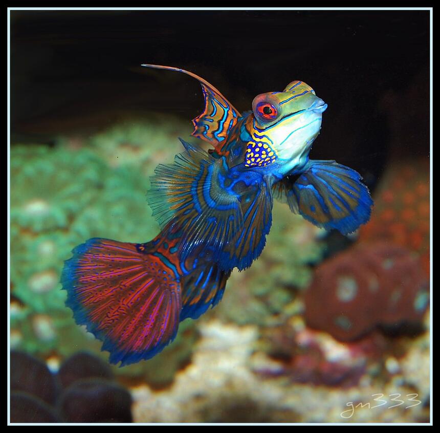 Rated #1: Saltwater Fish - Synchiropus Splendidus - Green Mandarin Stocking In 135 Gallons Tank - A pic of my Green mandarin fully exposed. Rated #1: Saltwater Fish - Synchiropus Splendidus - Green Mandarin Stocking In 135 Gallons Tank - A pic of my Green mandarin fully exposed.