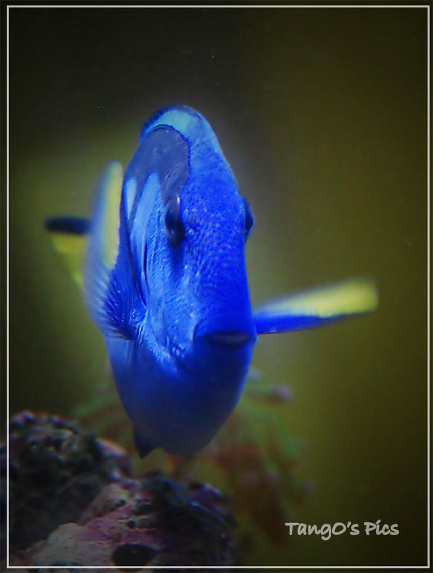 Rated #7: Saltwater Fish - Paracanthurus Hepatus - Blue Tang Stocking In 150 Gallons Tank - regal tang Rated #7: Saltwater Fish - Paracanthurus Hepatus - Blue Tang Stocking In 150 Gallons Tank - regal tang