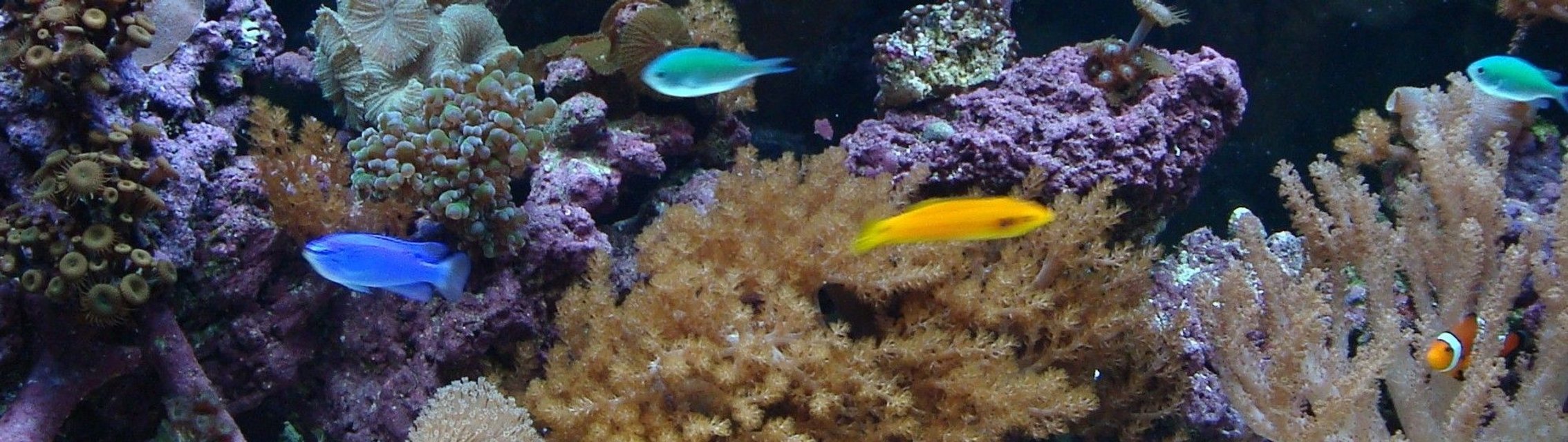 Rated #91: Saltwater Fish - Chromis Viridis - Blue/green Reef Chromis Stocking In 125 Gallons Tank - 75 gallon reef