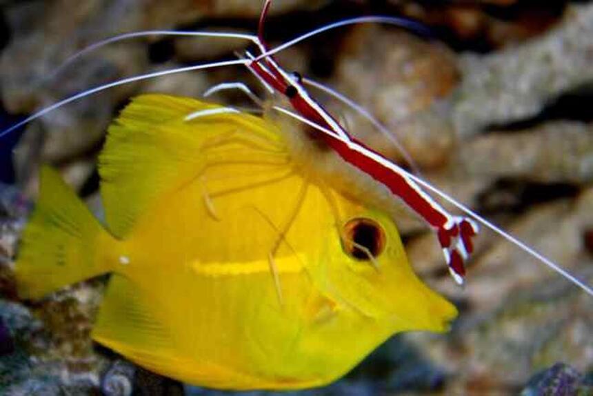 Rated #8: Saltwater Fish - Zebrasoma Flavescens - Yellow Tang - Hawaii Stocking In 90 Gallons Tank - Cleaner Shrimp working on our Yellow Tang Rated #8: Saltwater Fish - Zebrasoma Flavescens - Yellow Tang - Hawaii Stocking In 90 Gallons Tank - Cleaner Shrimp working on our Yellow Tang