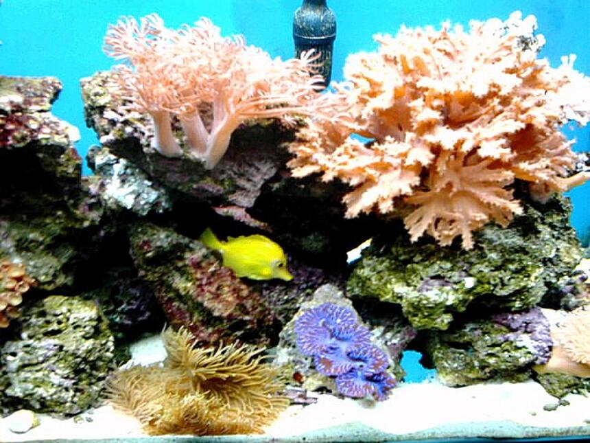 Rated #58: Saltwater Fish - Zebrasoma Flavescens - Yellow Tang - Hawaii Stocking In 65 Gallons Tank - corner of 65 Rated #58: Saltwater Fish - Zebrasoma Flavescens - Yellow Tang - Hawaii Stocking In 65 Gallons Tank - corner of 65