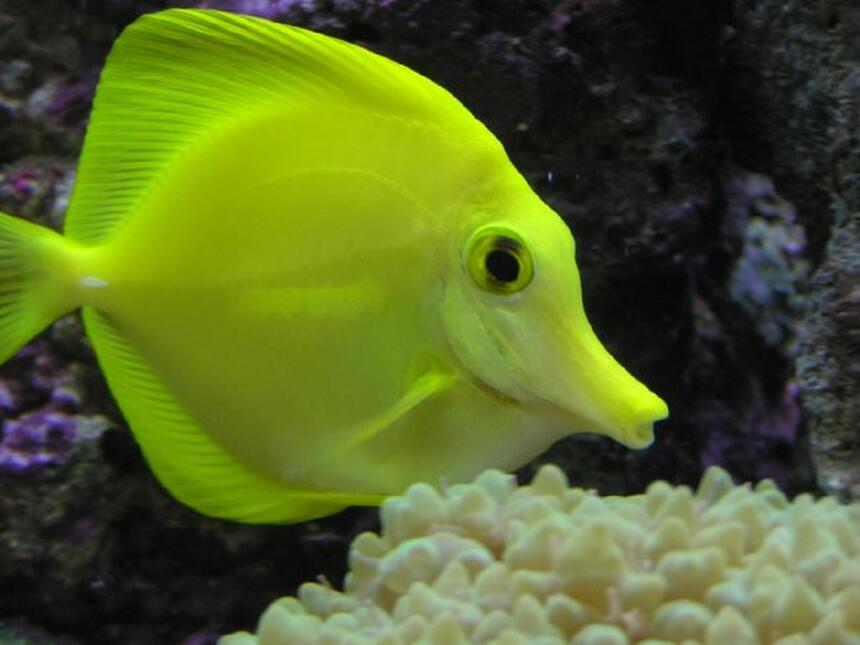 Rated #24: Saltwater Fish - Zebrasoma Flavescens - Yellow Tang - Hawaii - My 2 Year Old YellowTang
85g (uk) Bow Front Tank, 4x54 T5 Luminare / Deltec Aqua+ Tubes, Deltec MCE600 Skimmer, Eheim Pro 3 Ex-Filter, TMC UV15, Tunze 6060 / Maxi-Jet 1200 PH Combo, Auto Top-Up, 3 Stage 6" DSB, Hydor ETH 300 heater. Rated #24: Saltwater Fish - Zebrasoma Flavescens - Yellow Tang - Hawaii - My 2 Year Old YellowTang
85g (uk) Bow Front Tank, 4x54 T5 Luminare / Deltec Aqua+ Tubes, Deltec MCE600 Skimmer, Eheim Pro 3 Ex-Filter, TMC UV15, Tunze 6060 / Maxi-Jet 1200 PH Combo, Auto Top-Up, 3 Stage 6" DSB, Hydor ETH 300 heater.