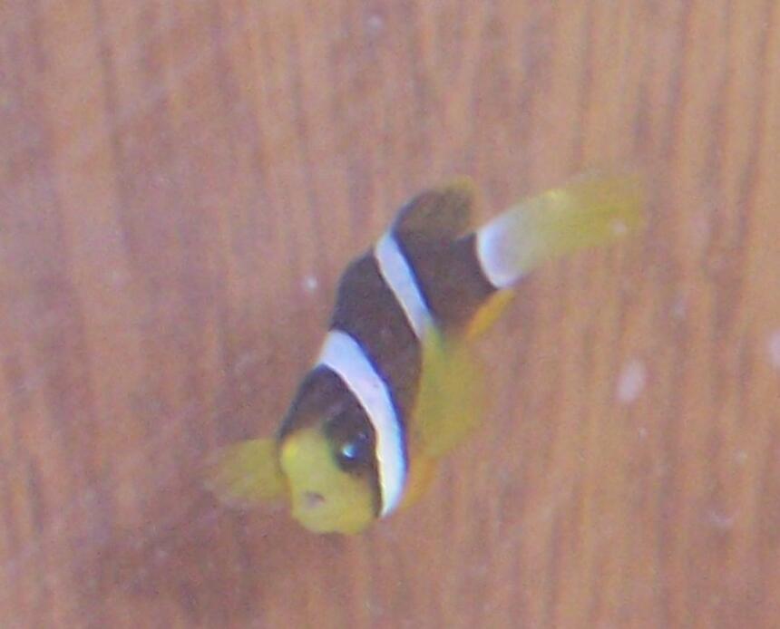 Rated #65: Saltwater Fish - Amphiprion Clarkii - Clarkii Clownfish Stocking In 10 Gallons Tank - Clarkii clown Rated #65: Saltwater Fish - Amphiprion Clarkii - Clarkii Clownfish Stocking In 10 Gallons Tank - Clarkii clown