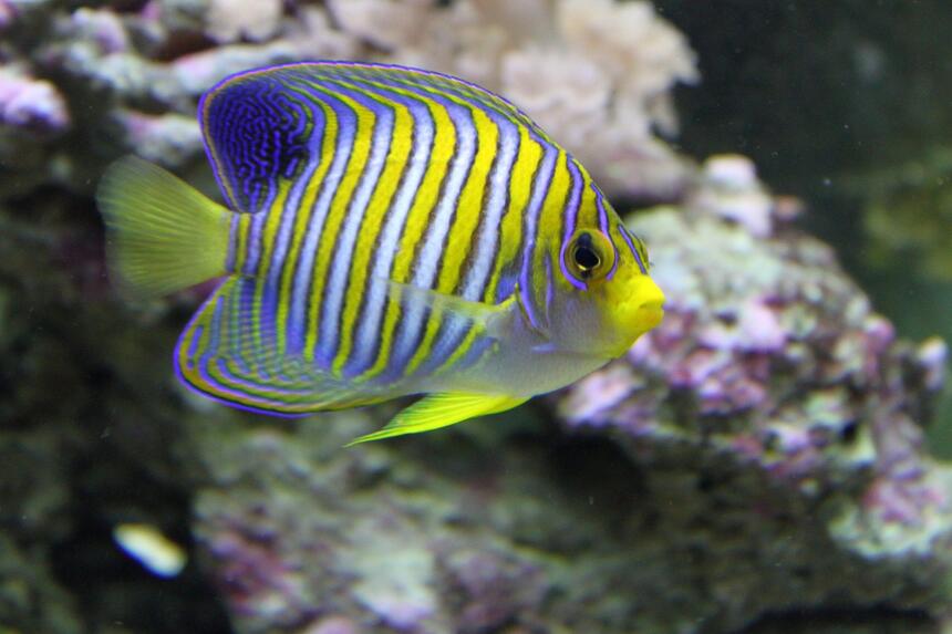 Rated #4: Saltwater Fish - Pygoplites Diacanthus - Regal Angelfish Stocking In 90 Gallons Tank - regal angelfish Rated #4: Saltwater Fish - Pygoplites Diacanthus - Regal Angelfish Stocking In 90 Gallons Tank - regal angelfish