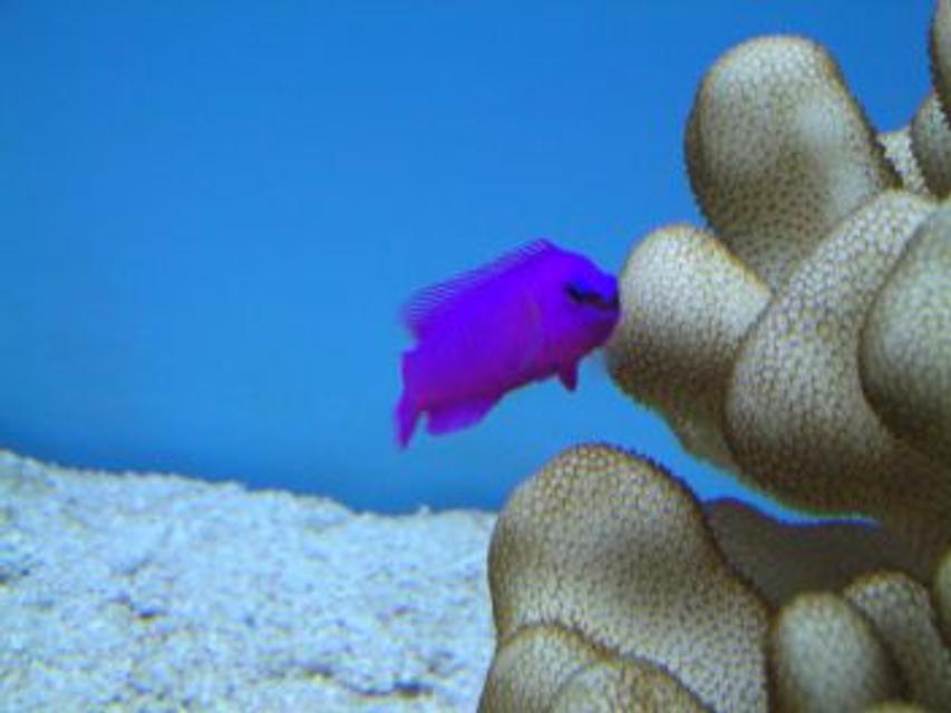 Rated #41: Saltwater Fish - Pseudochromis Fridmani - Fridmani Pseudochromis Stocking In 55 Gallons Tank - My Fridmani Psedo Rated #41: Saltwater Fish - Pseudochromis Fridmani - Fridmani Pseudochromis Stocking In 55 Gallons Tank - My Fridmani Psedo