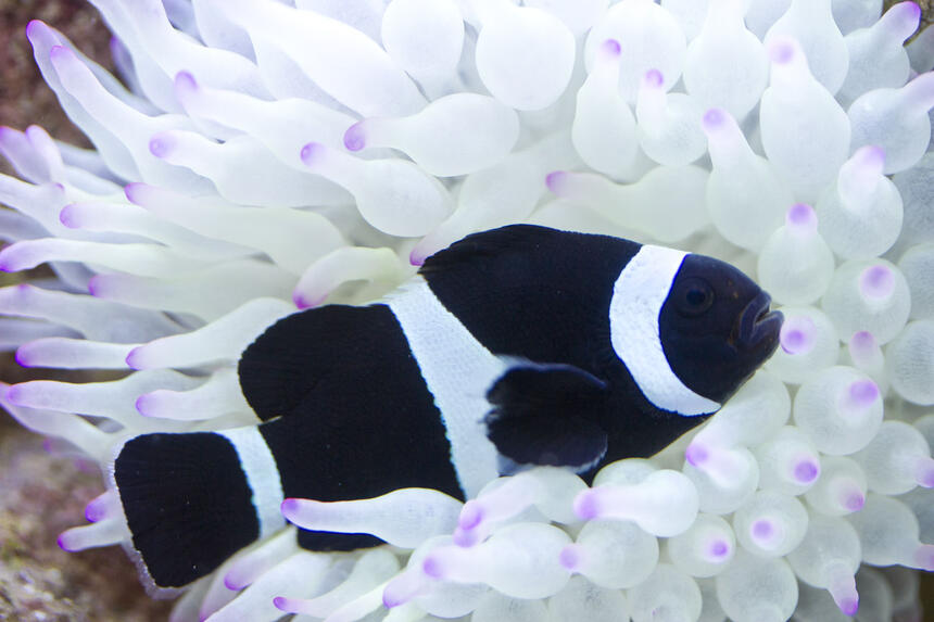 Rated #1: Saltwater Fish - Amphiprion Ocellaris Var. - Black And White Ocellaris Clownfish Stocking In 53 Gallons Tank - Black clownfish Rated #1: Saltwater Fish - Amphiprion Ocellaris Var. - Black And White Ocellaris Clownfish Stocking In 53 Gallons Tank - Black clownfish