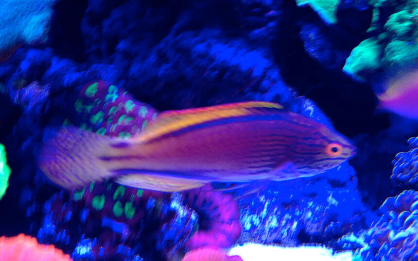 Rated #4: Saltwater Fish - Cirrhilabrus Lineatus - Lineatus Fairy Wrasse Stocking In 75 Gallons Tank - Erik Rated #4: Saltwater Fish - Cirrhilabrus Lineatus - Lineatus Fairy Wrasse Stocking In 75 Gallons Tank - Erik's Lineatus wrasse