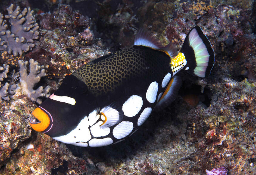Rated #3: Saltwater Fish - Balistoides Conspicillum - Clown Triggerfish Stocking In 180 Gallons Tank Rated #3: Saltwater Fish - Balistoides Conspicillum - Clown Triggerfish Stocking In 180 Gallons Tank