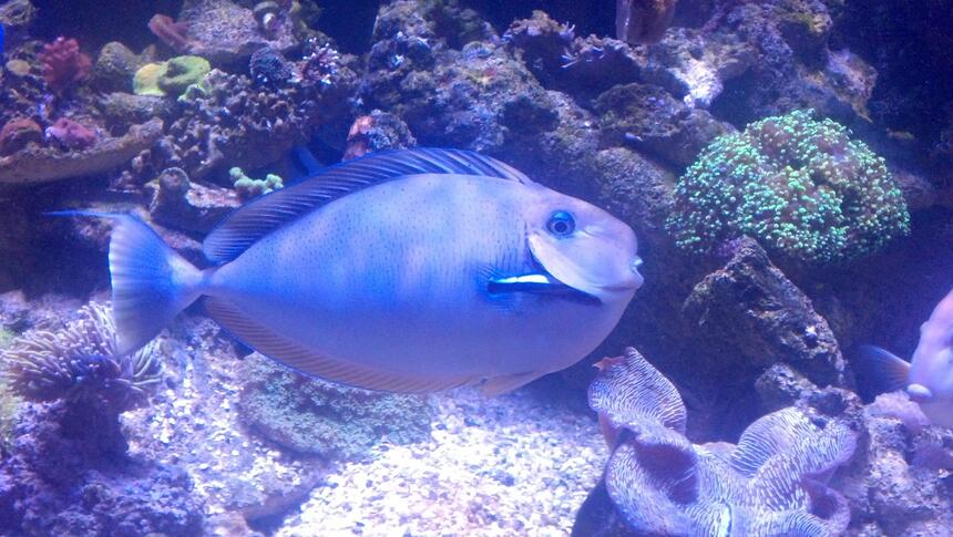 Rated #5: Saltwater Fish - Naso Vlamingii - Vlamingii Tang Stocking In 550 Gallons Tank - Vlamingii tang 14" Rated #5: Saltwater Fish - Naso Vlamingii - Vlamingii Tang Stocking In 550 Gallons Tank - Vlamingii tang 14"