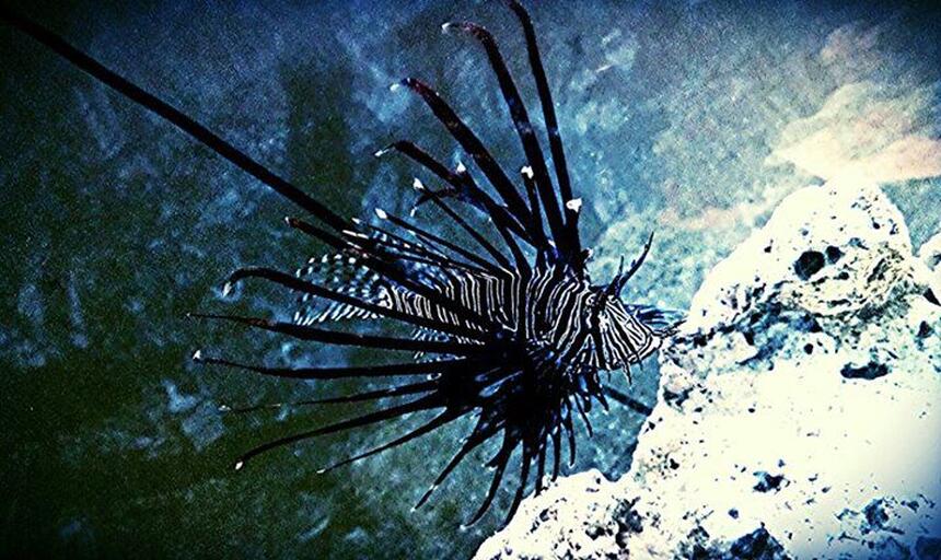 Rated #2: Saltwater Fish - Pterois Volitans - Volitan Lionfish, Colored Stocking In 100 Gallons Tank - Volitan lionfish Rated #2: Saltwater Fish - Pterois Volitans - Volitan Lionfish, Colored Stocking In 100 Gallons Tank - Volitan lionfish