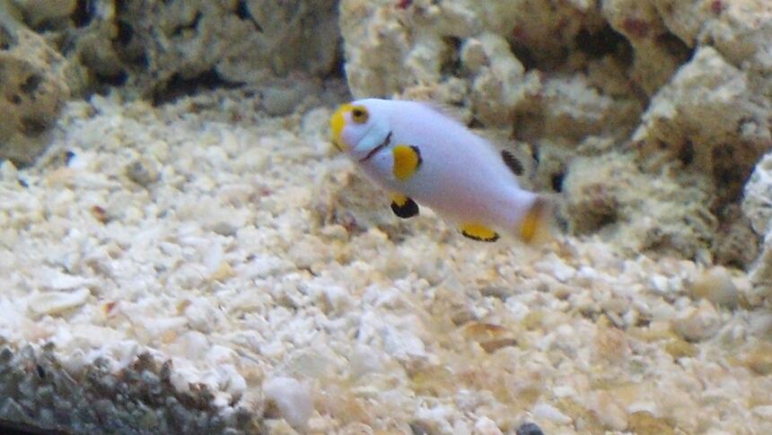 Rated #9: Saltwater Fish - Amphiprion Percula - Platinum Clownfish Stocking In 270 Gallons Tank - Platinum clown Rated #9: Saltwater Fish - Amphiprion Percula - Platinum Clownfish Stocking In 270 Gallons Tank - Platinum clown