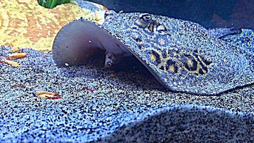 Rated #1: Saltwater Fish Stocking In 100 Gallons Tank - Medusa; Marble motoro stingray 1 year old Rated #1: Saltwater Fish Stocking In 100 Gallons Tank - Medusa; Marble motoro stingray 1 year old