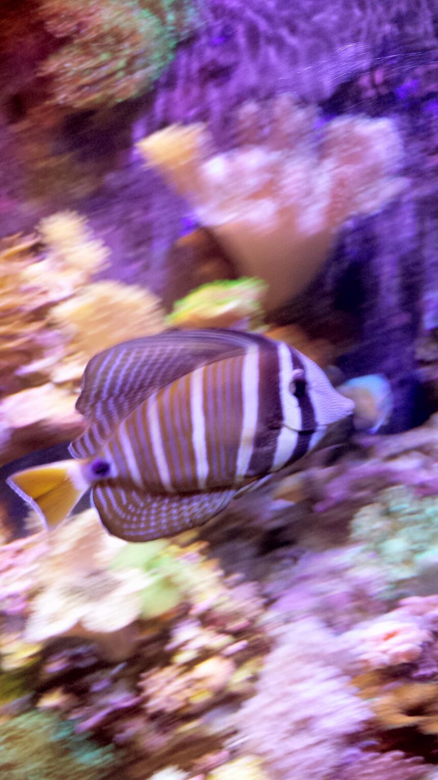 Rated #3: Saltwater Fish Stocking In 90 Gallons Tank - Sailfin tang on a journey Rated #3: Saltwater Fish Stocking In 90 Gallons Tank - Sailfin tang on a journey