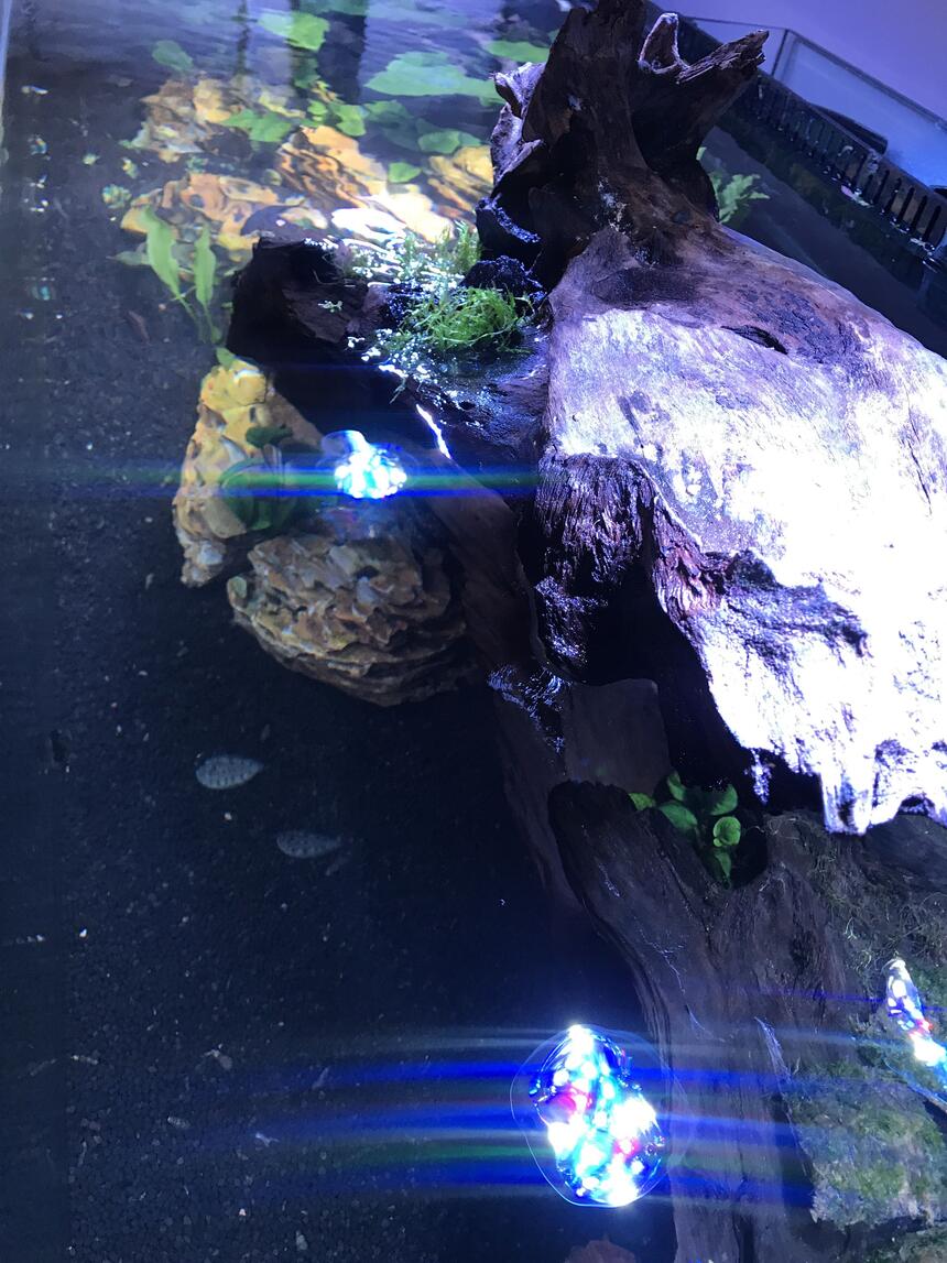 Rated #7: Saltwater Fish Stocking In 180 Gallons Tank - Top of tank view Rated #7: Saltwater Fish Stocking In 180 Gallons Tank - Top of tank view