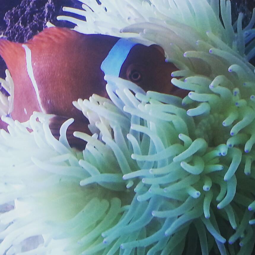 Rated #1: Saltwater Fish Stocking In 260 Gallons Tank - my maroon clownfish inside his seabae anemone home Rated #1: Saltwater Fish Stocking In 260 Gallons Tank - my maroon clownfish inside his seabae anemone home
