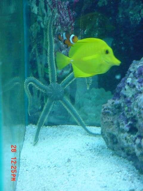 Rated #48: Saltwater Fish - Zebrasoma Flavescens - Yellow Tang - Hawaii Stocking In 125 Gallons Tank - A COOL PIC OF SOME FISH IN MY TANK Rated #48: Saltwater Fish - Zebrasoma Flavescens - Yellow Tang - Hawaii Stocking In 125 Gallons Tank - A COOL PIC OF SOME FISH IN MY TANK