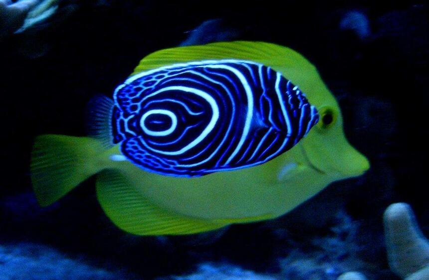 Rated #3: Saltwater Fish - Pomacanthus Imperator - Imperator Angelfish Stocking In 160 Gallons Tank - A imperator in front of a flavescens ! Rated #3: Saltwater Fish - Pomacanthus Imperator - Imperator Angelfish Stocking In 160 Gallons Tank - A imperator in front of a flavescens !