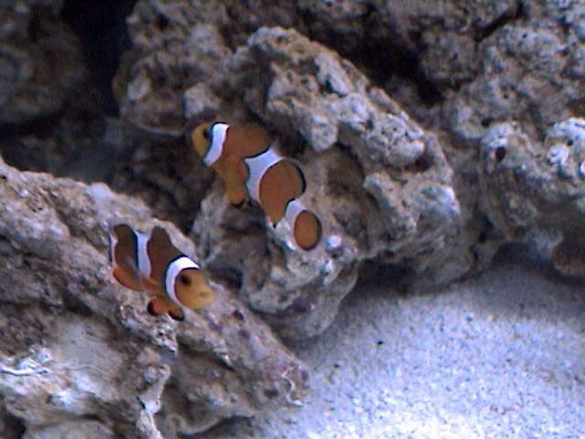 Rated #51: Saltwater Fish - Amphiprion Percula - True Percula Clownfish Stocking In 27 Gallons Tank - They want to be in every pic!! Friendly little guys. Rated #51: Saltwater Fish - Amphiprion Percula - True Percula Clownfish Stocking In 27 Gallons Tank - They want to be in every pic!! Friendly little guys.