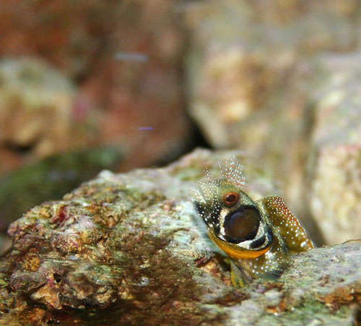 Rated #49: Saltwater Fish - Synchiropus Ocellatus - Scooter Blenny Stocking In 55 Gallons Tank - Browncheek bleeny Rated #49: Saltwater Fish - Synchiropus Ocellatus - Scooter Blenny Stocking In 55 Gallons Tank - Browncheek bleeny