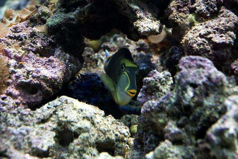 Rated #71: Saltwater Fish - Naso Elegans - Naso Blonde Tang Stocking In 190 Gallons Tank - Blonde Naso Tang