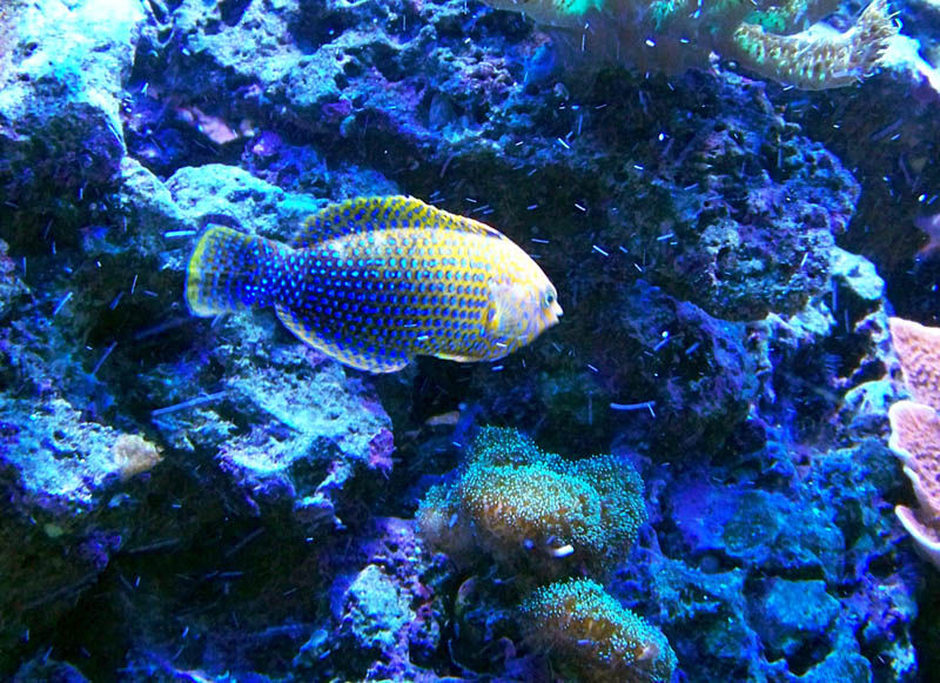 Leopard Wrasse (macropharyngodon meleagris) Photo Picture ID 23525 Leopard Wrasse (macropharyngodon meleagris) Photo Picture ID 23525