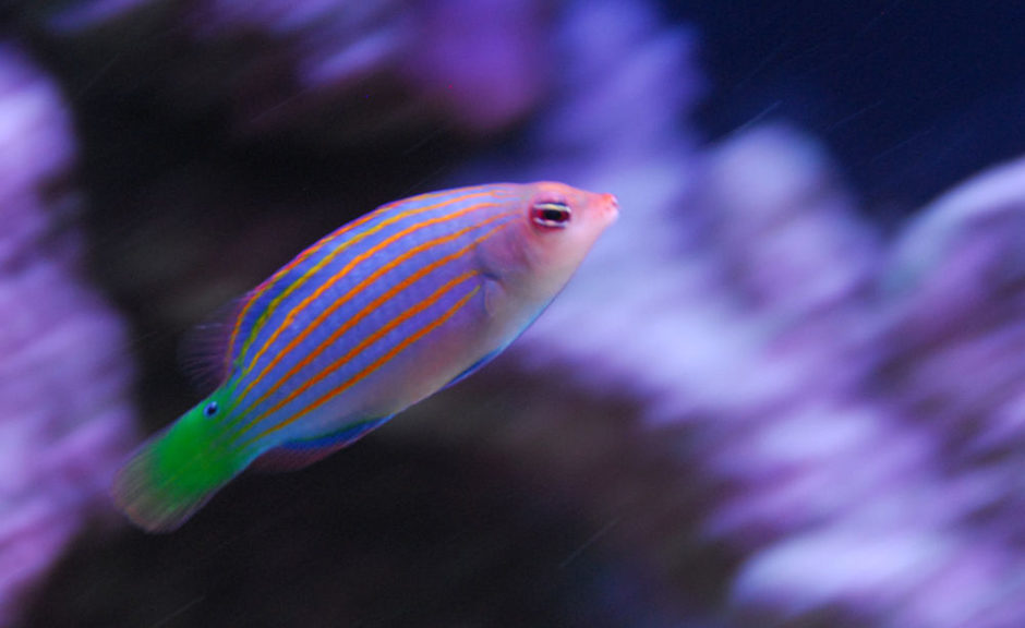 Six Line Wrasse (pseudocheilinus hexataenia) Photo Picture ID 23607 Six Line Wrasse (pseudocheilinus hexataenia) Photo Picture ID 23607