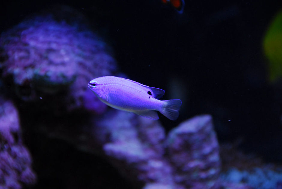 Blue Damselfish (chrysiptera cyanea) Photo Picture ID 23608 Blue Damselfish (chrysiptera cyanea) Photo Picture ID 23608