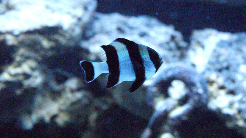 Four Stripe Damselfish (dascyllus melanurus) Photo Picture ID 34453 Four Stripe Damselfish (dascyllus melanurus) Photo Picture ID 34453