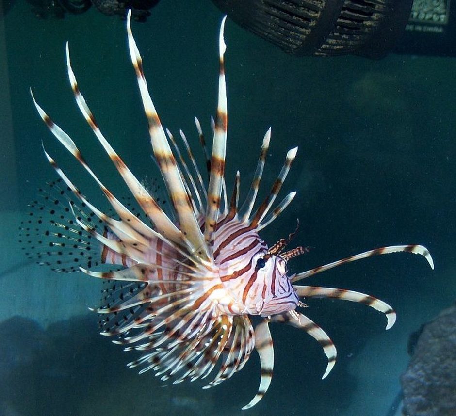 Volitan Lionfish (pterois volitans) Photo Picture ID 35440 Volitan Lionfish (pterois volitans) Photo Picture ID 35440