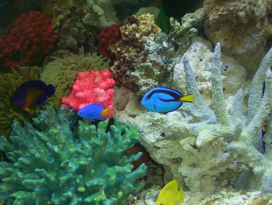 Blue Tang (paracanthurus hepatus) Photo Picture ID 7983 Blue Tang (paracanthurus hepatus) Photo Picture ID 7983