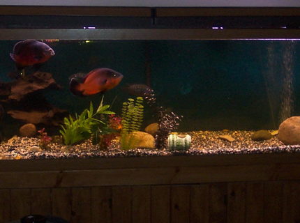 freshwater fish tank (mostly fish and non-living decorations) - 72L x 24W x 24H 180 GALLON with 2 oscars ,2 jack dempsies cichlids2 black belt cichlids 2 fire mouth cichlids 1 green ter cichlid 1 unknown cichlid 1 pleco 1apple snail and 1 beta (who has been in tank for a while) freshwater fish tank (mostly fish and non-living decorations) - 72L x 24W x 24H 180 GALLON with 2 oscars ,2 jack dempsies cichlids2 black belt cichlids 2 fire mouth cichlids 1 green ter cichlid 1 unknown cichlid 1 pleco 1apple snail and 1 beta (who has been in tank for a while)