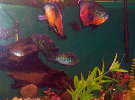 freshwater fish tank (mostly fish and non-living decorations) - 72L x 24W x 24H 180 GALLON with 2 oscars ,2 jack dempsies cichlids2 black belt cichlids 2 fire mouth cichlids 1 green ter cichlid 1 unknown cichlid 1 pleco 1apple snail and 1 beta (who has been in tank for a while) freshwater fish tank (mostly fish and non-living decorations) - 72L x 24W x 24H 180 GALLON with 2 oscars ,2 jack dempsies cichlids2 black belt cichlids 2 fire mouth cichlids 1 green ter cichlid 1 unknown cichlid 1 pleco 1apple snail and 1 beta (who has been in tank for a while)